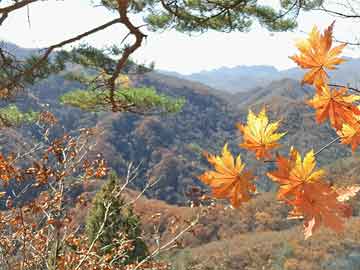 菊花岛乡天气预报更新通知