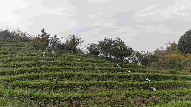 蓝山黄毛岭茶场最新发展规划概览